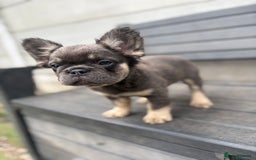French Bulldog dogs for sale: Beautiful French bulldog girls (ready now) - Image 18