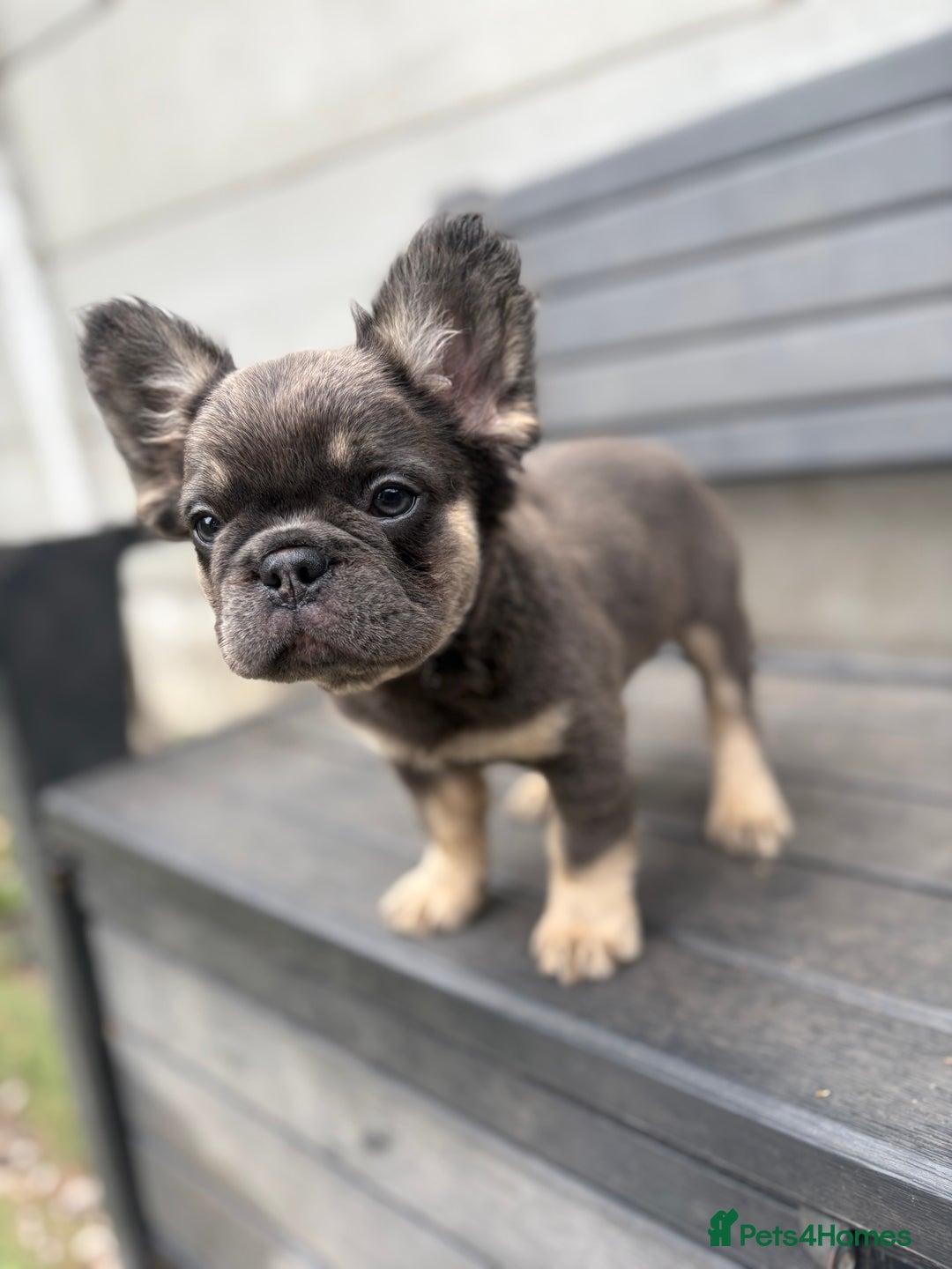 French Bulldog dogs for sale: Beautiful French bulldog girls (ready now) - Image 18