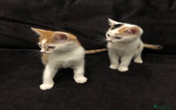Mixed Breed cats for sale: Ginger and Tortie Kittens 2 available  - Image 2