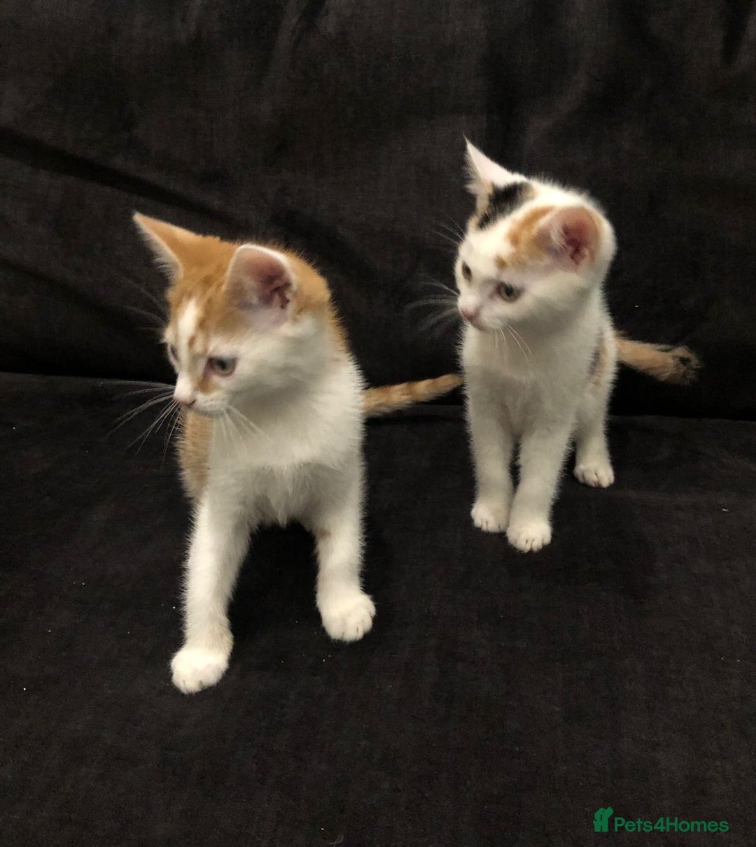 Mixed Breed cats for sale: Ginger and Tortie Kittens 2 available  - Image 2