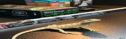 Bearded Dragon reptiles for sale: Bearded Dragon + New Vivarium Setup kit - Advert 8