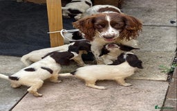 Cocker Spaniel dogs for sale: Cocker spaniels  - Image 8