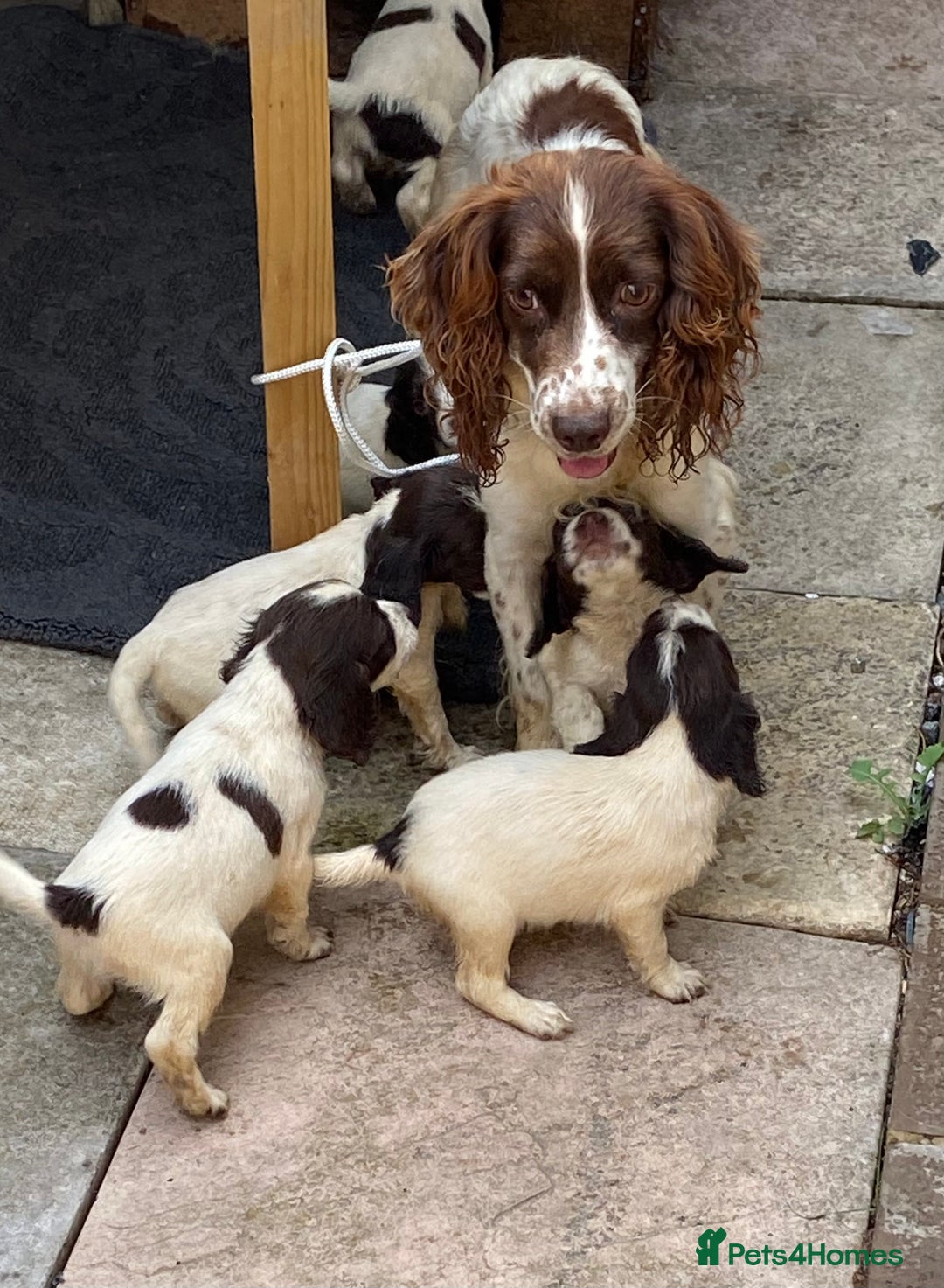 Cocker Spaniel dogs for sale: Cocker spaniels  - Image 8