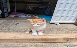 Mixed Breed cats for sale: Kittens for sale  - Image 3