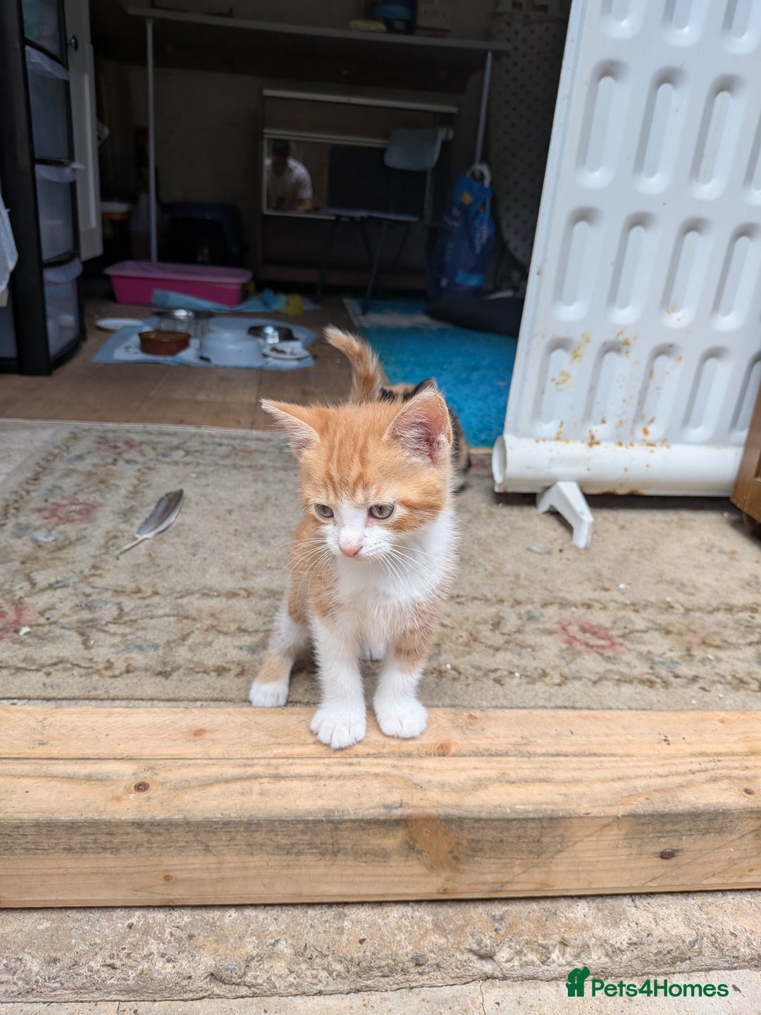 Mixed Breed cats for sale: Kittens for sale  - Image 3
