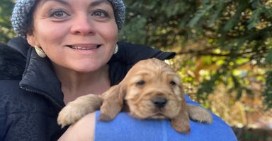 Cocker Spaniel dogs Gorgeous KC show cocker babies from Jourdelay’s - Advert 7