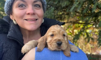 Cocker Spaniel dogs Gorgeous KC show cocker babies from Jourdelay’s - Advert 3