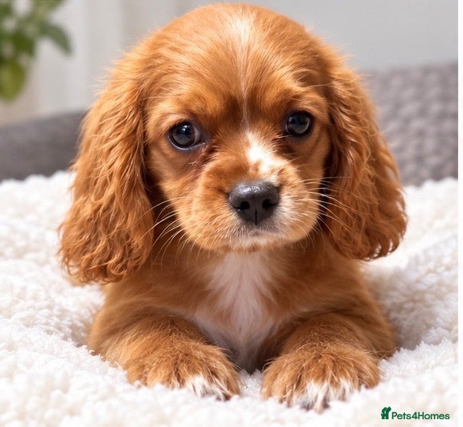 Cavalier King Charles Spaniel dogs Beautiful KC Registered Litter - Advert 1