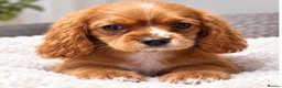 Cavalier King Charles Spaniel dogs for sale: Beautiful KC Registered Litter - Advert 6