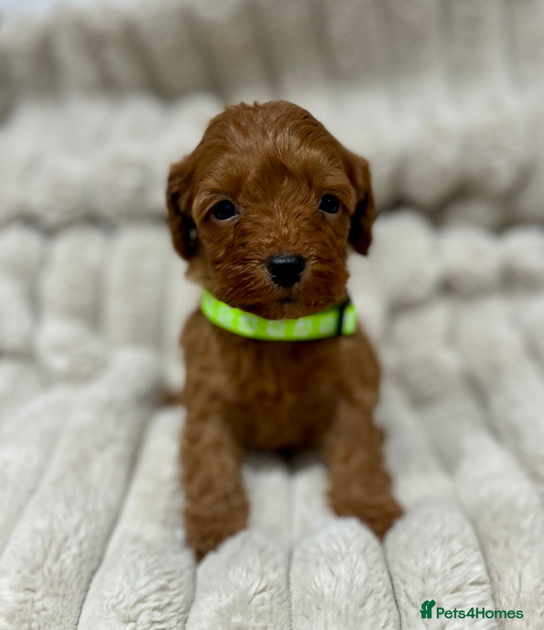 Cockapoo dogs for sale: Fox Red Cockapoo Puppies🎅 **  - Advert 7