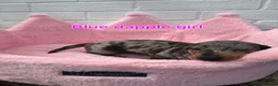 Dachshund dogs for sale: Minature Dachshund pups - Advert 18
