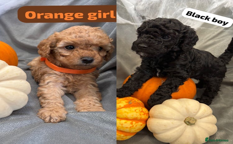 Cavapoochon dogs - Advert 3