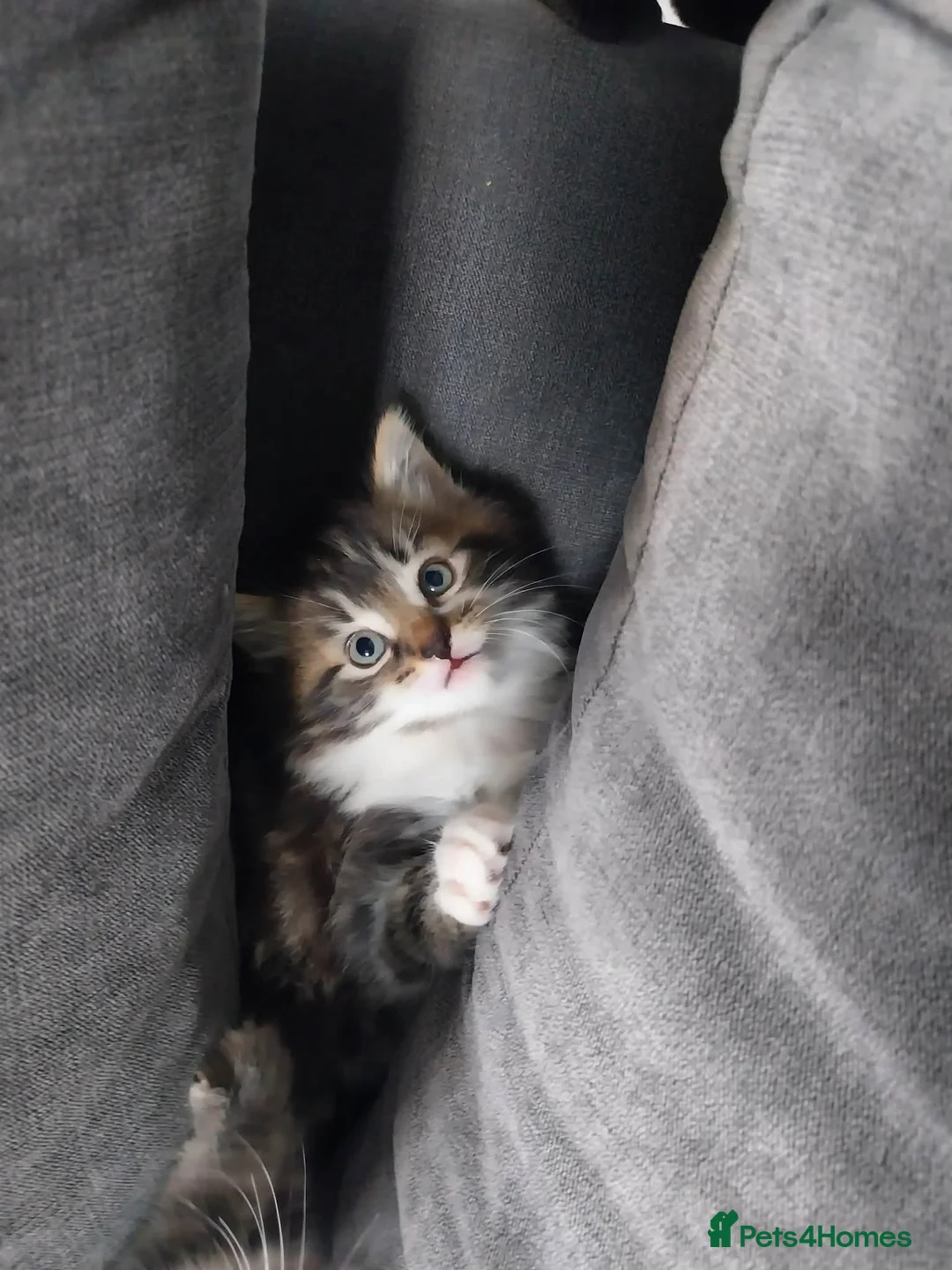 Mixed Breed cats for sale: 2 male mixed breeds - Advert 2