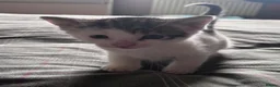 Mixed Breed cats for sale: Kittens beautiful mixed breed 🐈🐈‍⬛🐈🐈 - Advert 13