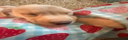 Labrador Retriever dogs for sale: Absolutely stunning KC Registered puppies for sale - Advert 5