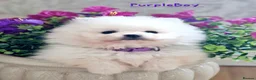 Pomeranian dogs for sale: White Pomeranian Males - Advert 8