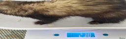 Ferret rodents for sale: Micro ferrets kits - Advert 6