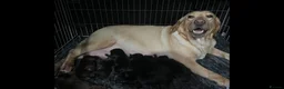 Labrador Retriever dogs for sale: Beautiful Labrador retrievers  - Advert 3
