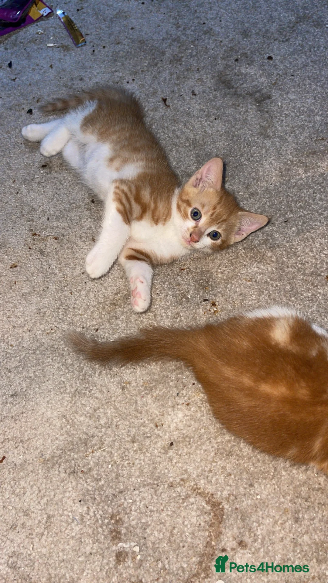 Mixed Breed cats for sale: 2 beautiful male ginger kittens for sale £200 each - Advert 2