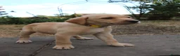 Labrador Retriever dogs for sale: Fox Red KC Labrador Puppies - Advert 15