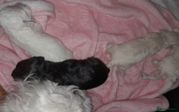 Maltipoo dogs for sale: F1 Health Tested Toy Maltipoos Ready in December - Image 2