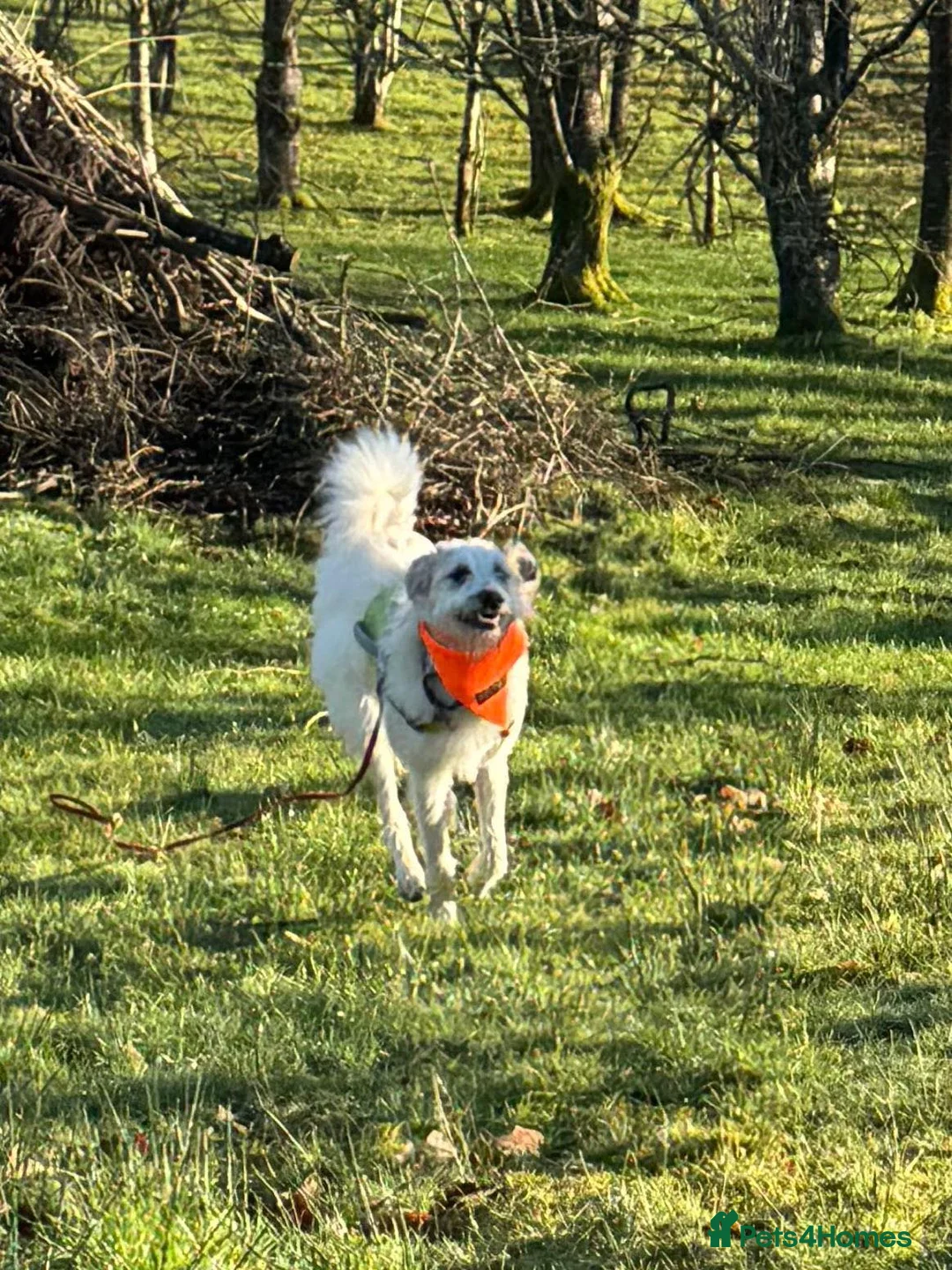 Lurcher dogs for adoption: KALLIE - 1 year, playful/loves dogs/energetic - Advert 32