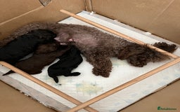 Toy Poodle dogs for sale: Toy Poodle Puppies  - Image 20