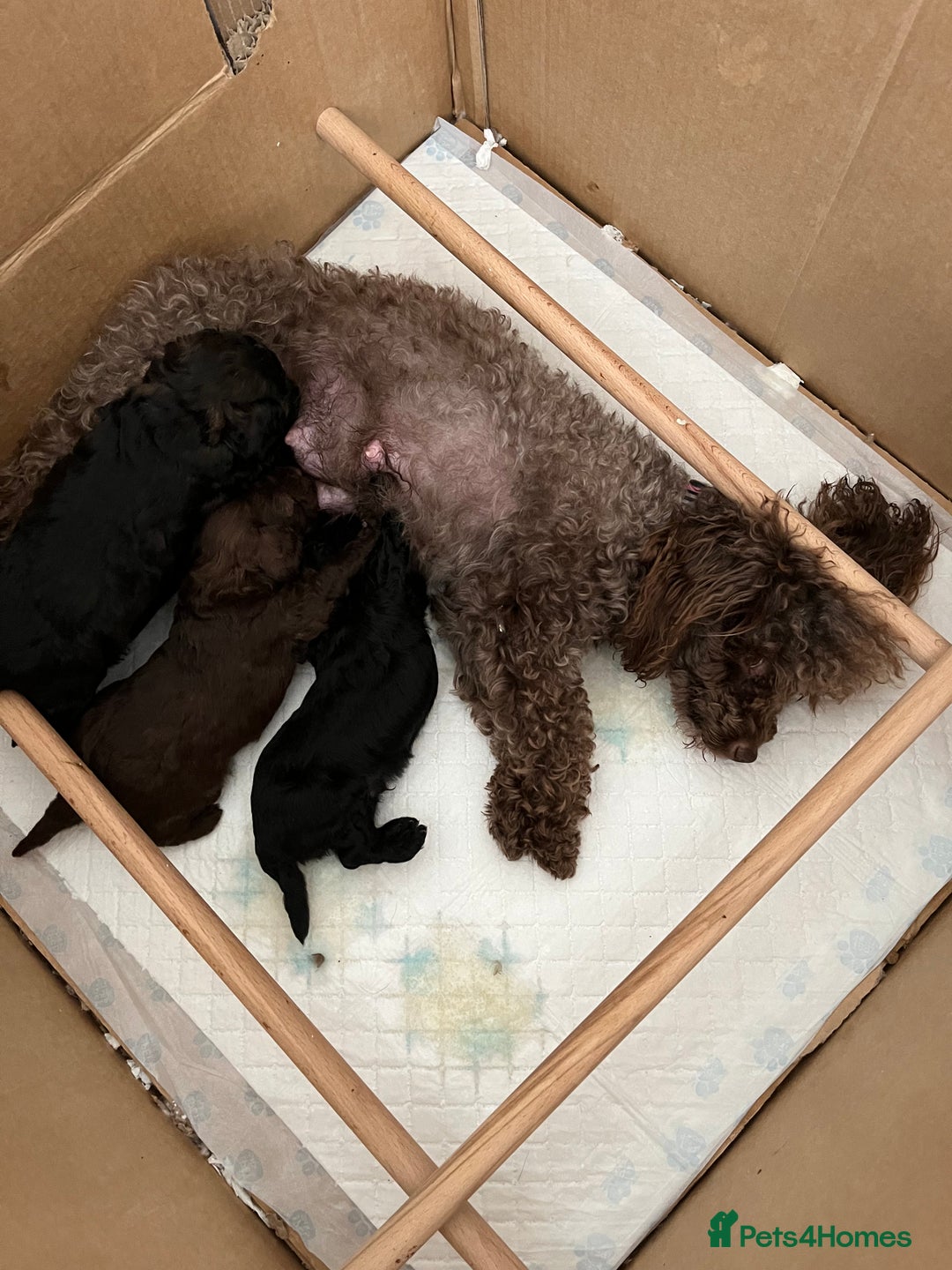 Toy Poodle dogs for sale: Toy Poodle Puppies  - Image 20