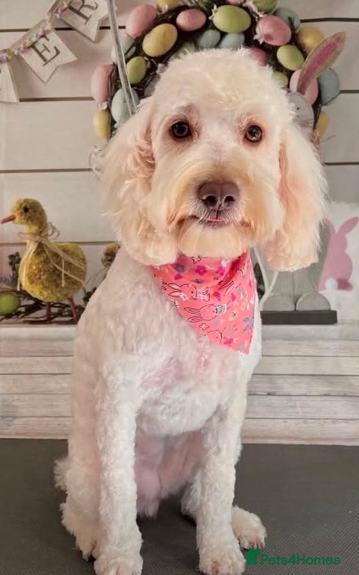 Cockapoo dogs  Cockapoo puppies F2B - Advert 1