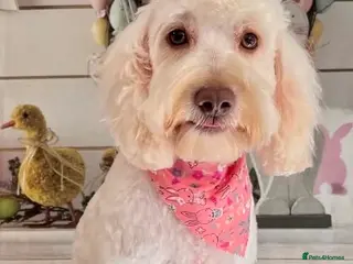 Cockapoo dogs Cockapoo puppies F2B - Advert 1