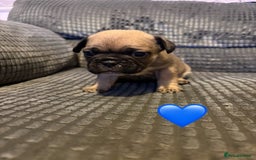 Frug dogs for sale: 3/4 frenchie 1/4 pug pups for sale  - Image 5
