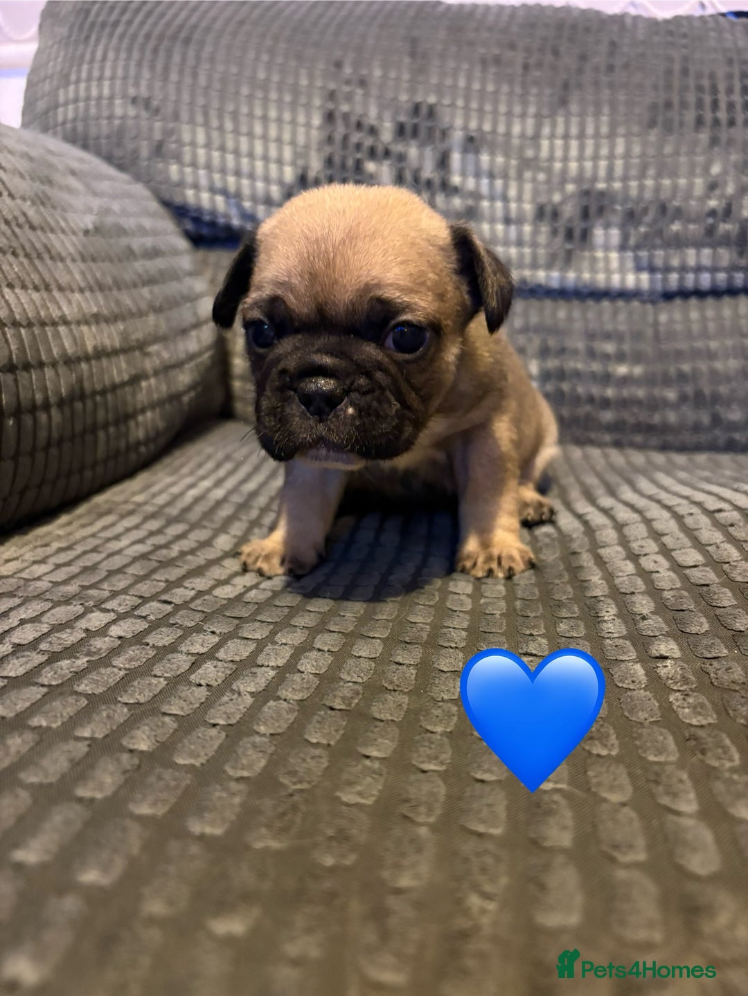 Frug dogs for sale: 3/4 frenchie 1/4 pug pups for sale  - Image 5