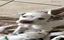 Mixed Breed dogs for sale:  Dalmaspoodles! Dalmation X springer/poodle pups - Image 19