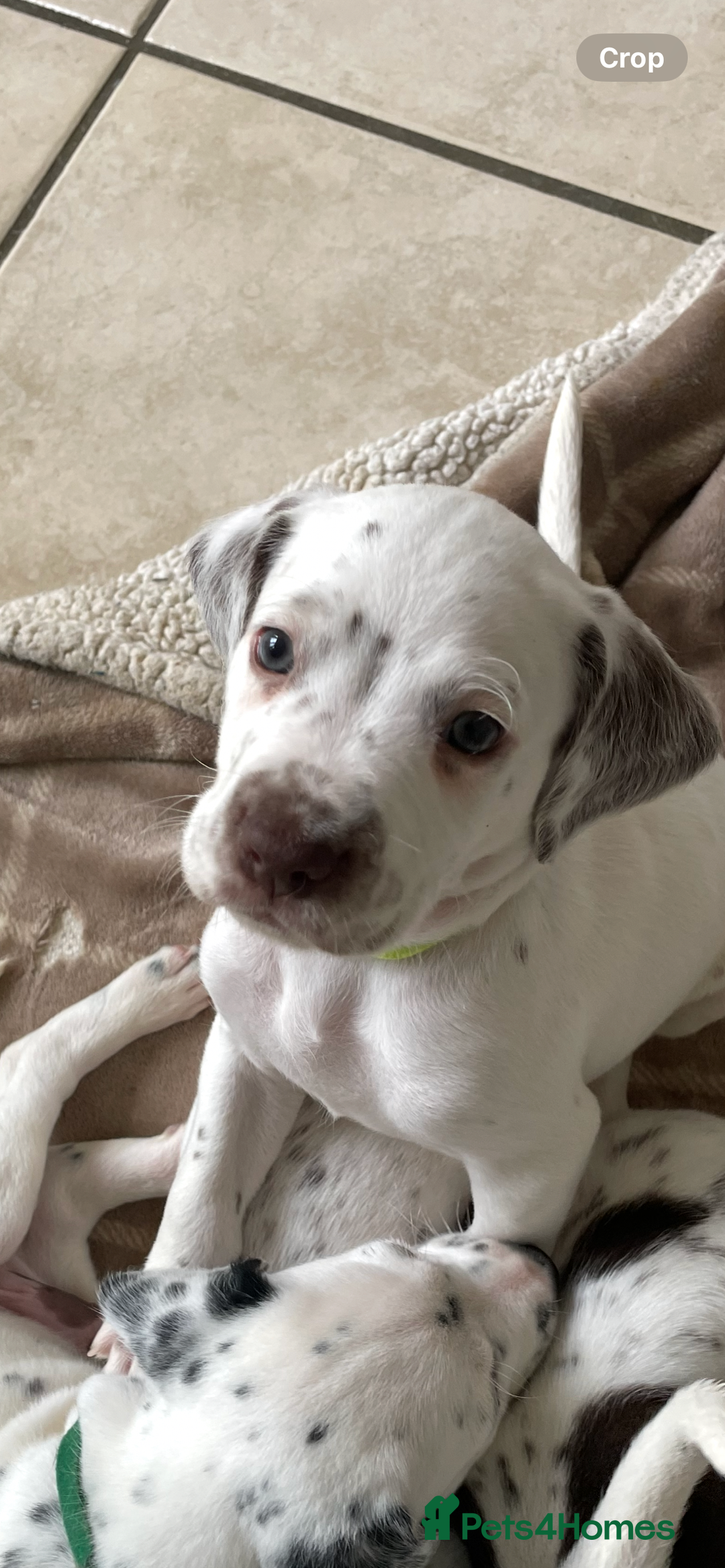 Mixed Breed dogs for sale:  Dalmaspoodles! Dalmation X springer/poodle pups - Image 19