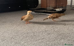 Mixed Breed birds for sale: Grey francolin(brown teetar) - Image 2