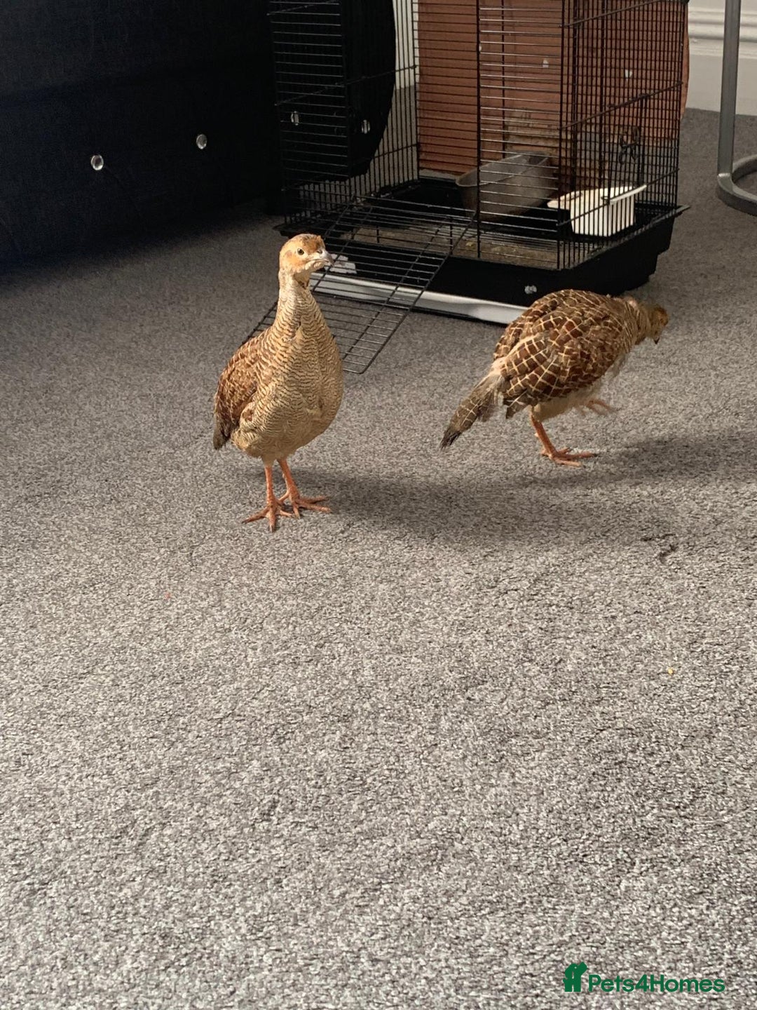 Mixed Breed birds for sale: Grey francolin(brown teetar) - Image 2
