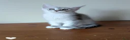 Maine Coon cats for sale: Maine Coon Kittens  - Advert 12