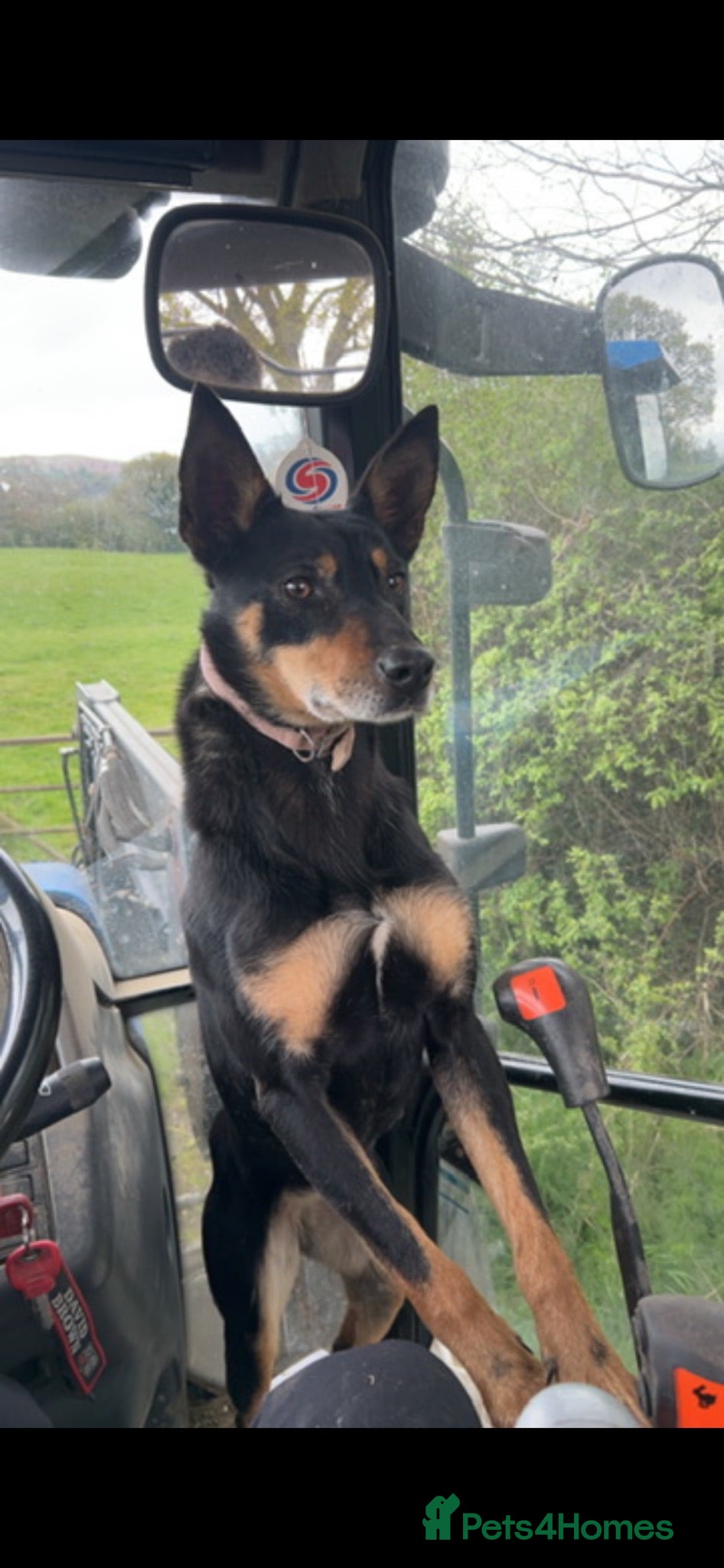 Mixed Breed dogs Kepie X collie pups for sale!!! - Advert 4