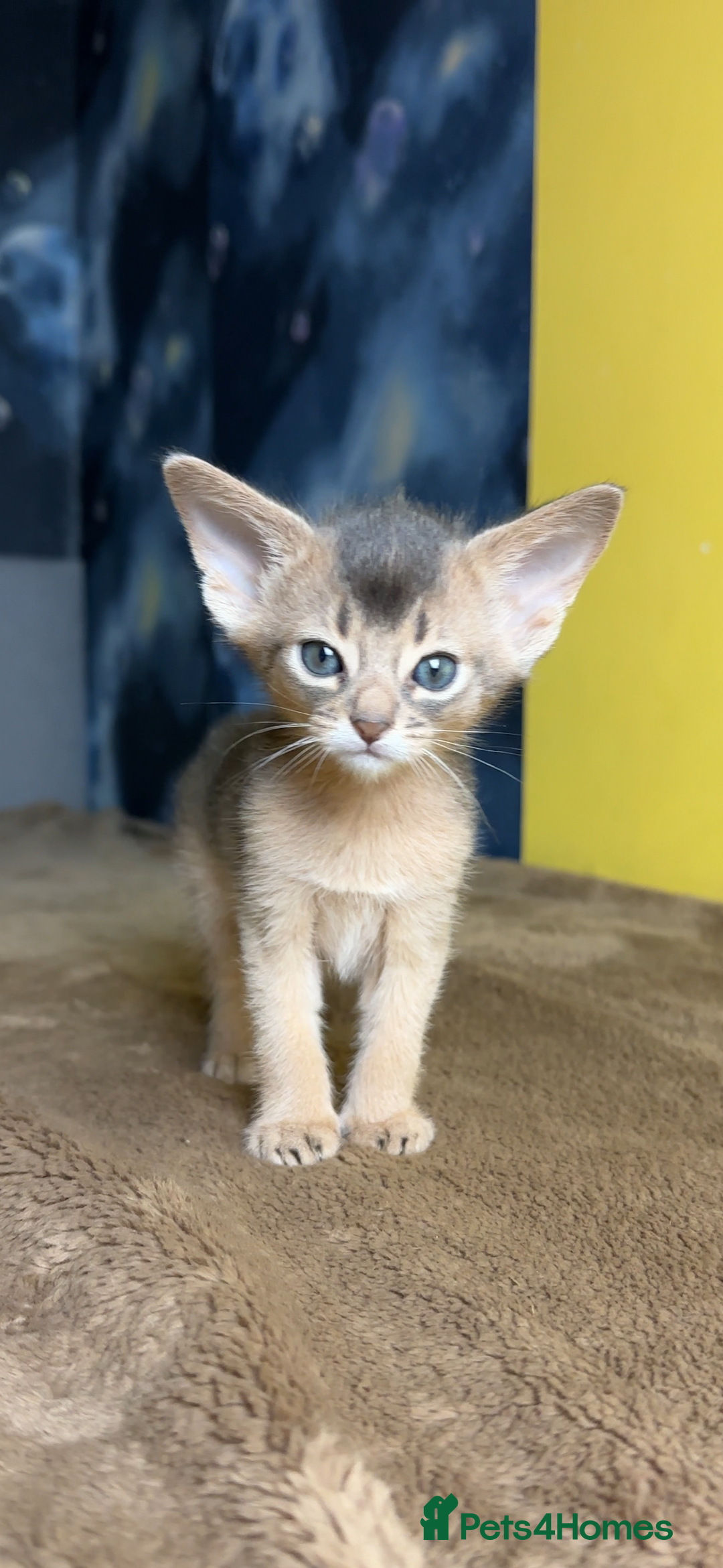 Abyssinian cats for sale: 💙 Two Blue Male Abyssinian Kittens Available 💙 - Advert 3
