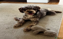 Miniature Poodle dogs for stud: Chocolate Merle Miniature Poodle Fully DNA Tested in Radstock - Image 23