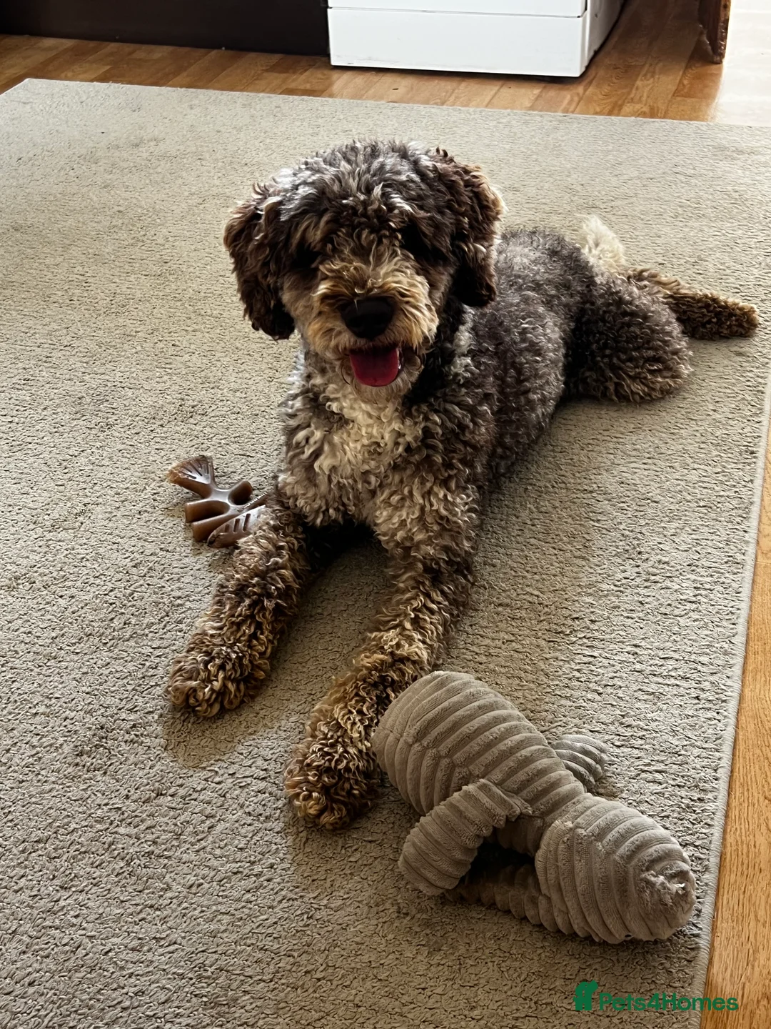 Miniature Poodle dogs for stud: Chocolate Merle Miniature Poodle Fully DNA Tested in Radstock - Advert 23