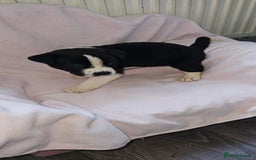 Mixed Breed dogs for sale: Huge American akita x cane corso pups - Advert 27