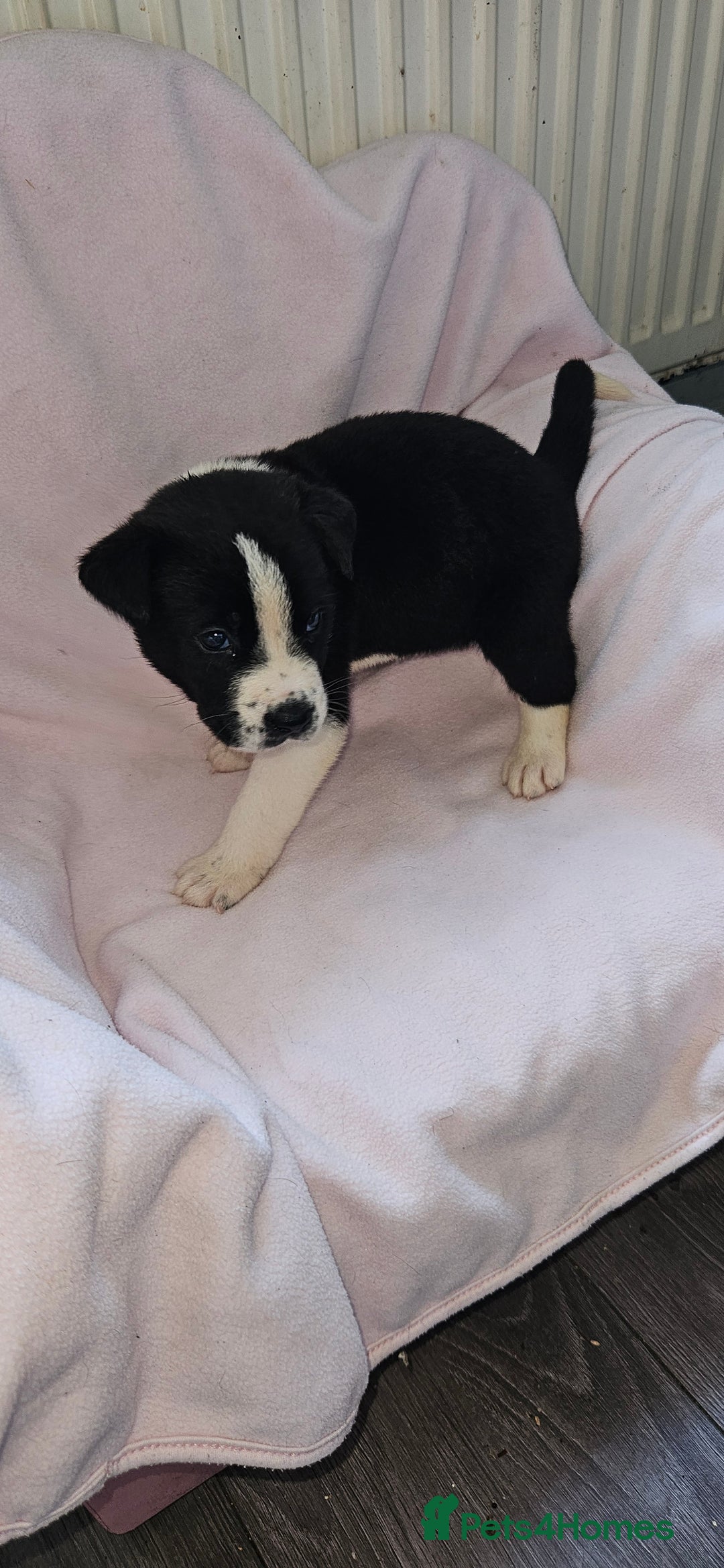 Mixed Breed dogs for sale: Huge American akita x cane corso pups - Advert 27