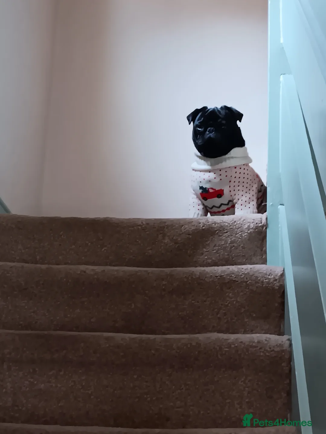 Pug dogs for sale: Black pug  in Derby - Advert 1