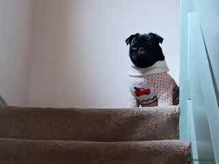 Pug dogs Black pug in Derby - Advert 2