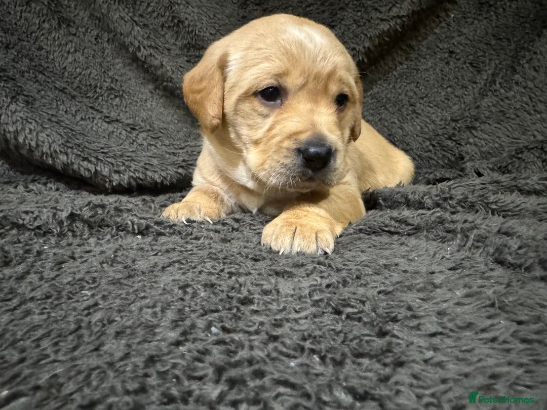 Goldador dogs for sale: SUPER GORGEOUS RED GOLDADOR PUPPIES ❤️ - Advert 11
