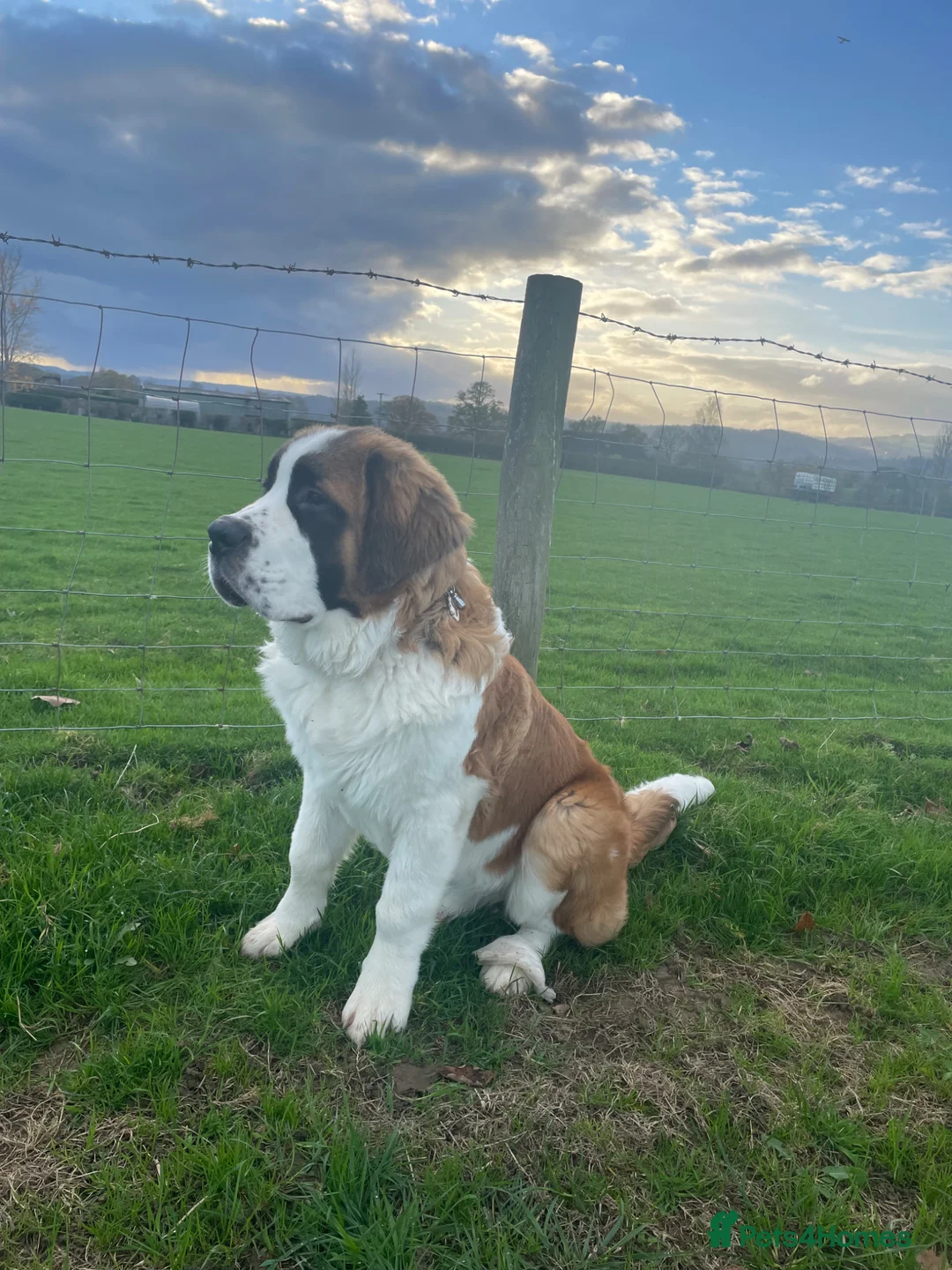 Saint Bernard dogs for sale: Beautiful St Bernard Male 1 year old in Tenbury Wells - Advert 6