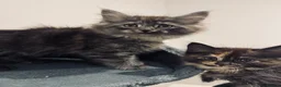 Maine Coon cats for sale: Absolutely gorgeous Maine Coon cross Kittens - Advert 8