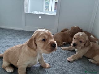 Cocker Spaniel dogs KC Registered and Vet checked Pups - Advert 11
