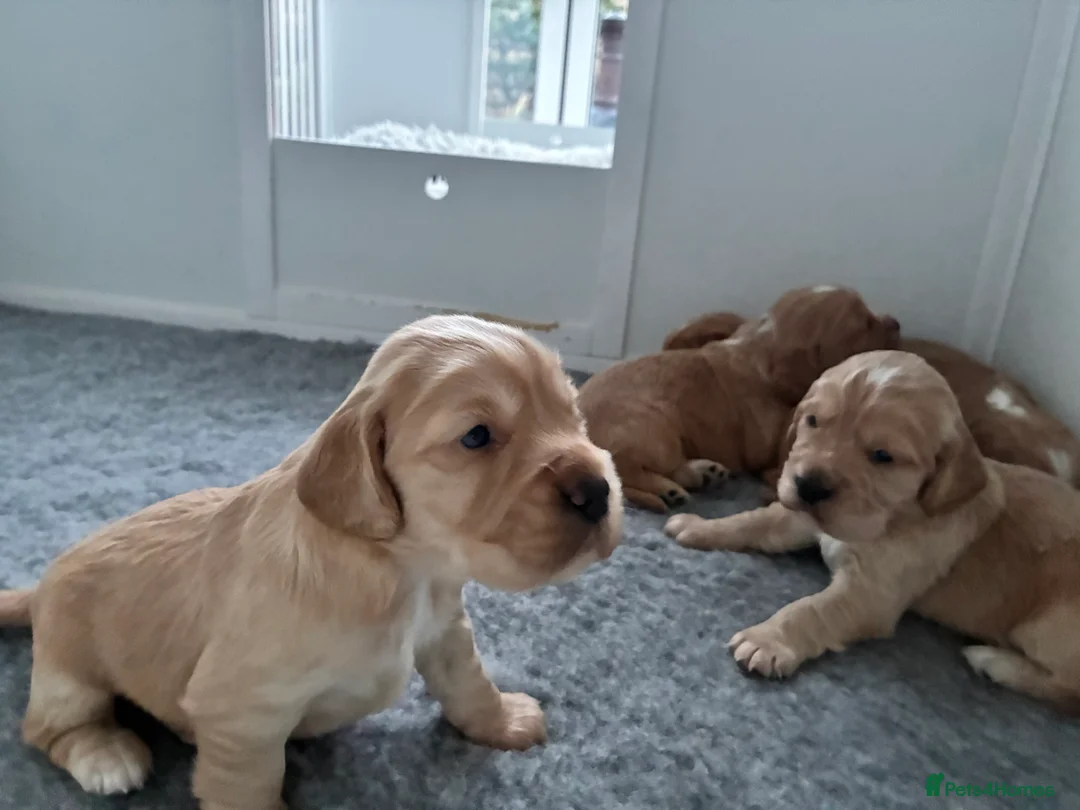 Cocker Spaniel dogs for sale: KC Registered and Vet checked Pups - Advert 7